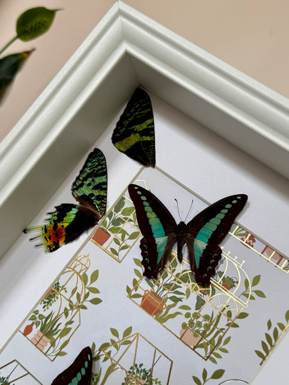 Blue Triangle Butterflies with Sunset Moth Wings