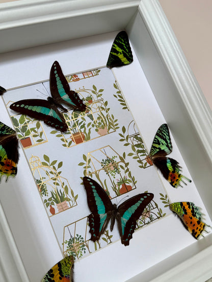 Blue Triangle Butterflies with Sunset Moth Wings