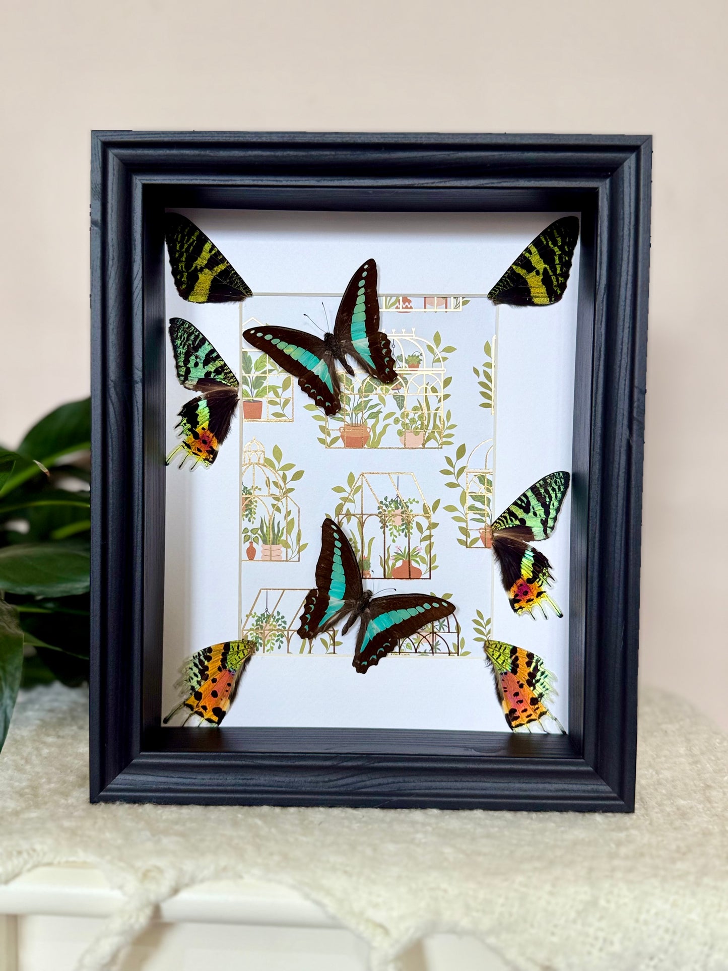 Blue Triangle Butterflies with Sunset Moth Wings