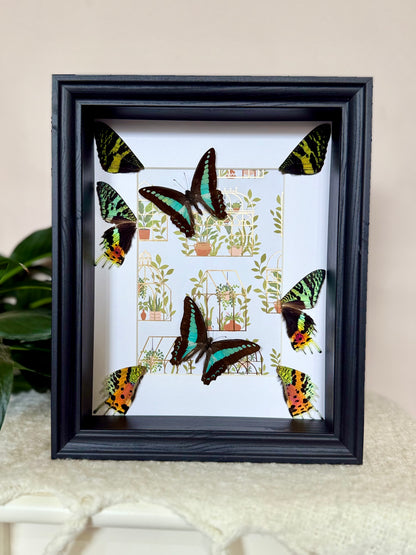 Blue Triangle Butterflies with Sunset Moth Wings