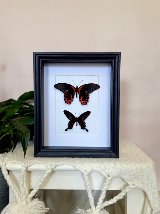 Scarlet Mormon & Pink Rose Swallowtail