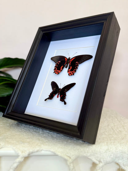 Scarlet Mormon & Pink Rose Swallowtail