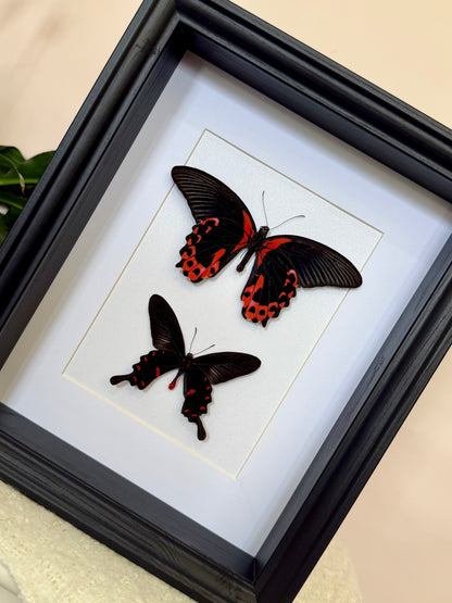 Scarlet Mormon & Pink Rose Swallowtail