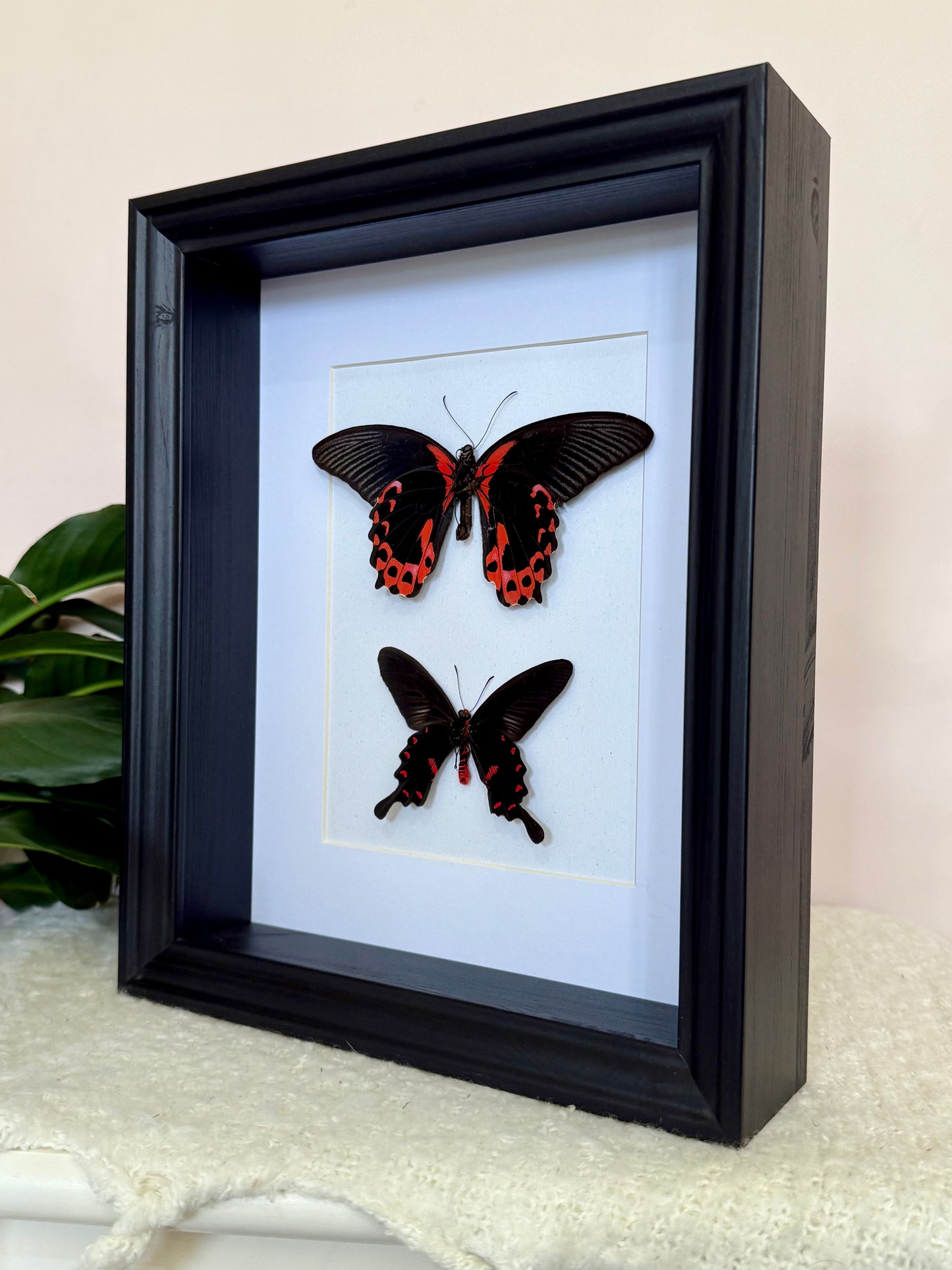 Scarlet Mormon & Pink Rose Swallowtail