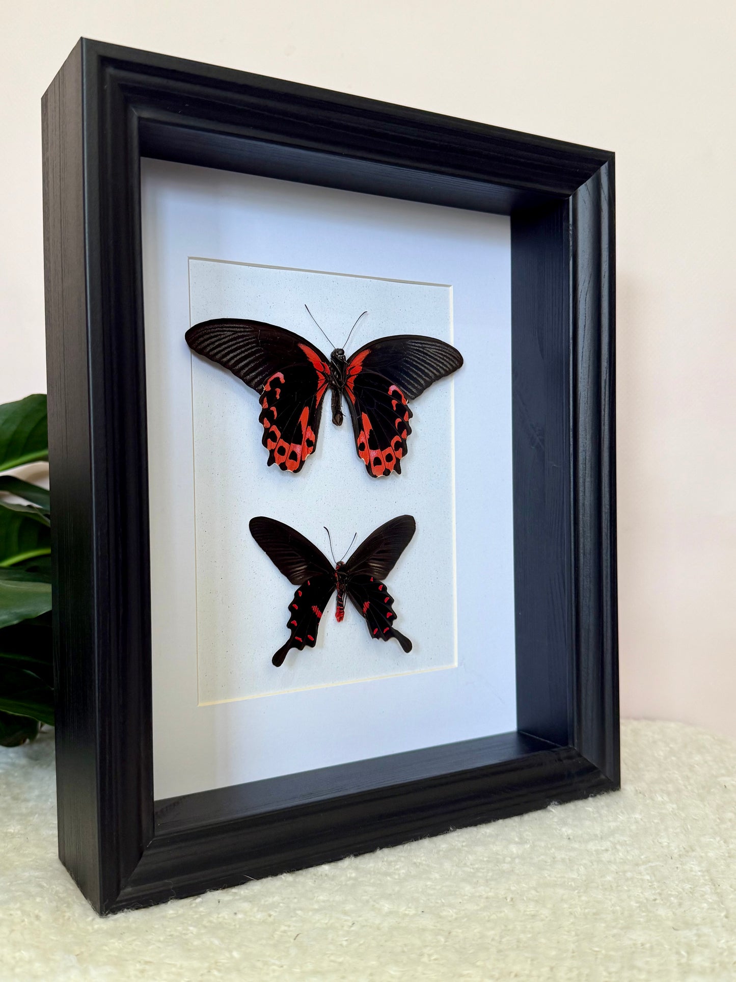 Scarlet Mormon & Pink Rose Swallowtail