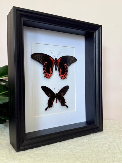 Scarlet Mormon & Pink Rose Swallowtail