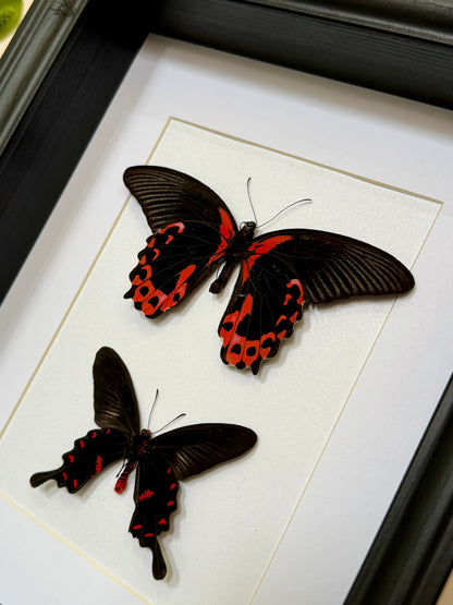 Scarlet Mormon & Pink Rose Swallowtail