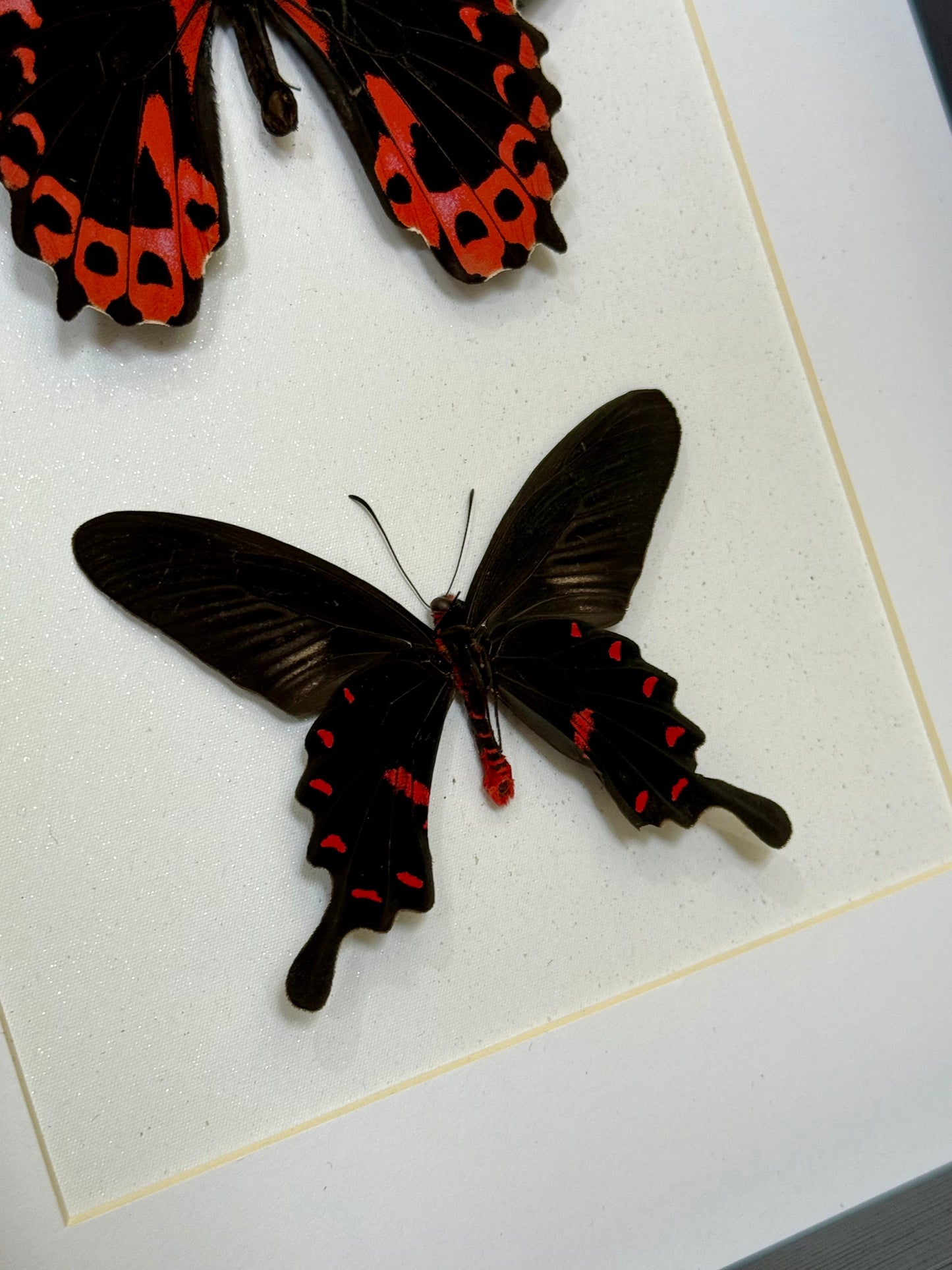 Scarlet Mormon & Pink Rose Swallowtail