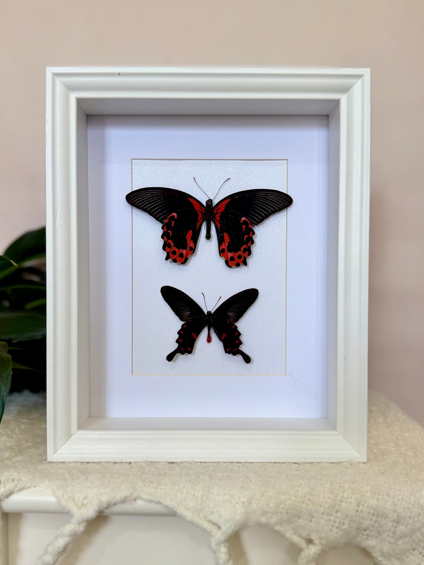 Scarlet Mormon & Pink Rose Swallowtail