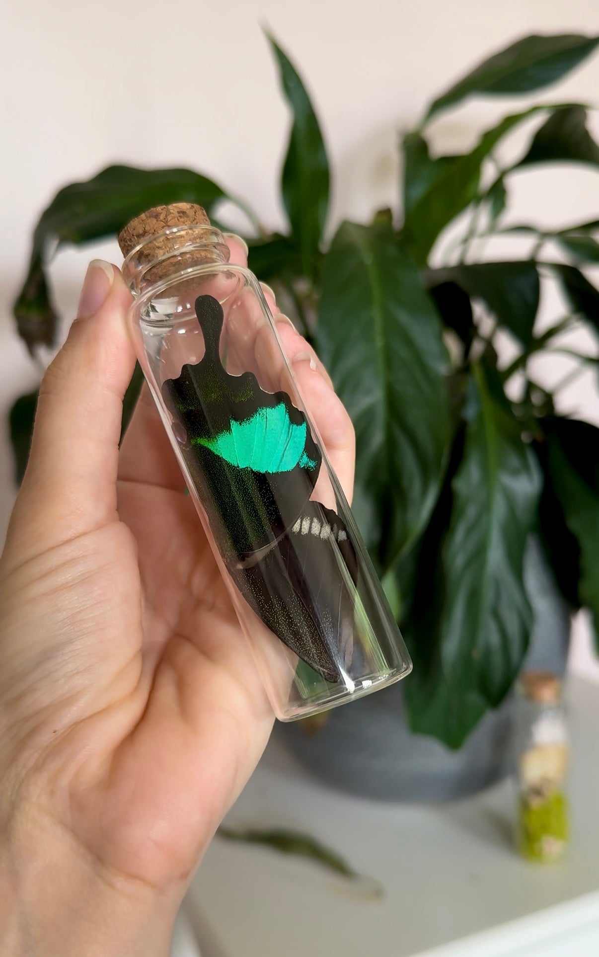 Large Butterfly Wing Vial