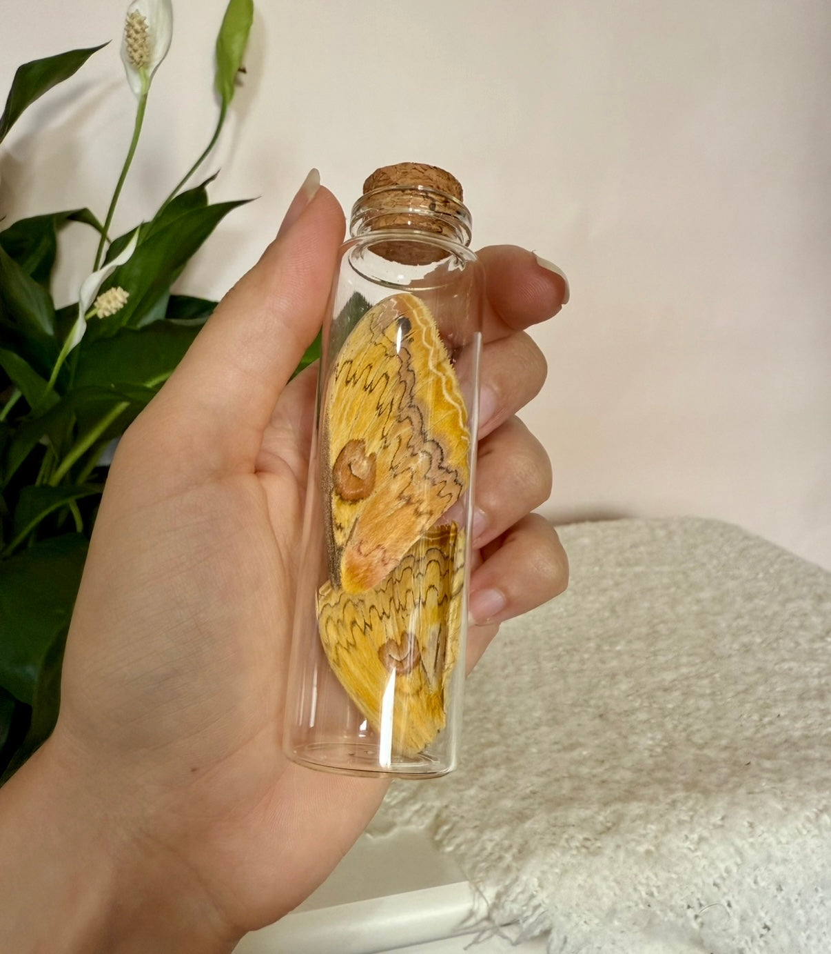 Large Butterfly Wing Vial
