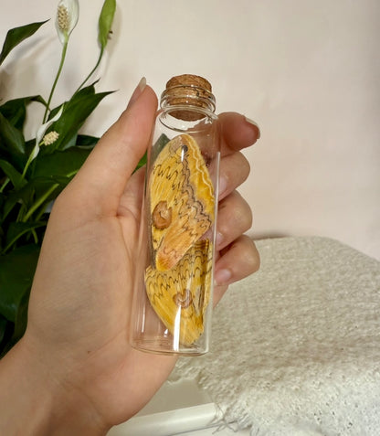 Large Butterfly Wing Vial