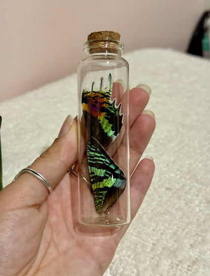 Large Butterfly Wing Vial