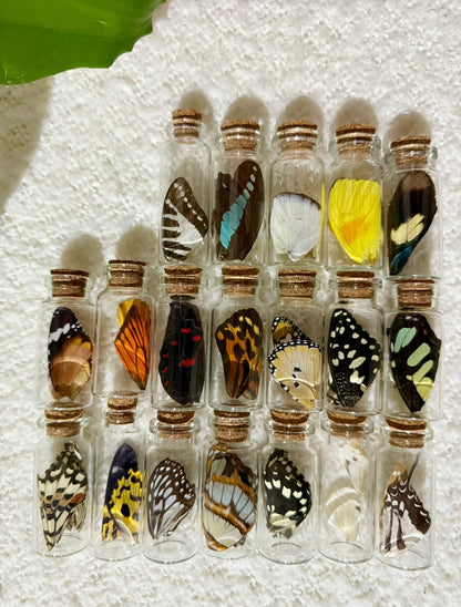 Small Butterfly Wing Vial