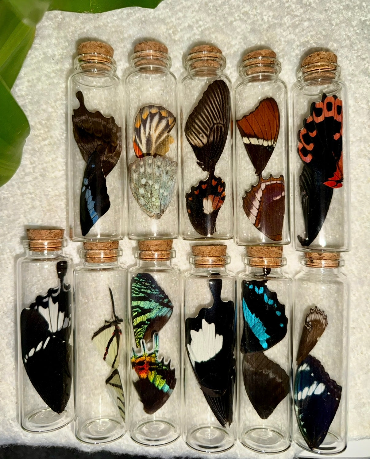 Large Butterfly Wing Vial