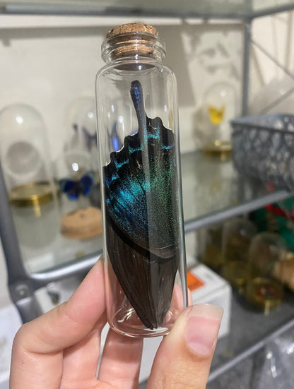 Large Butterfly Wing Vial