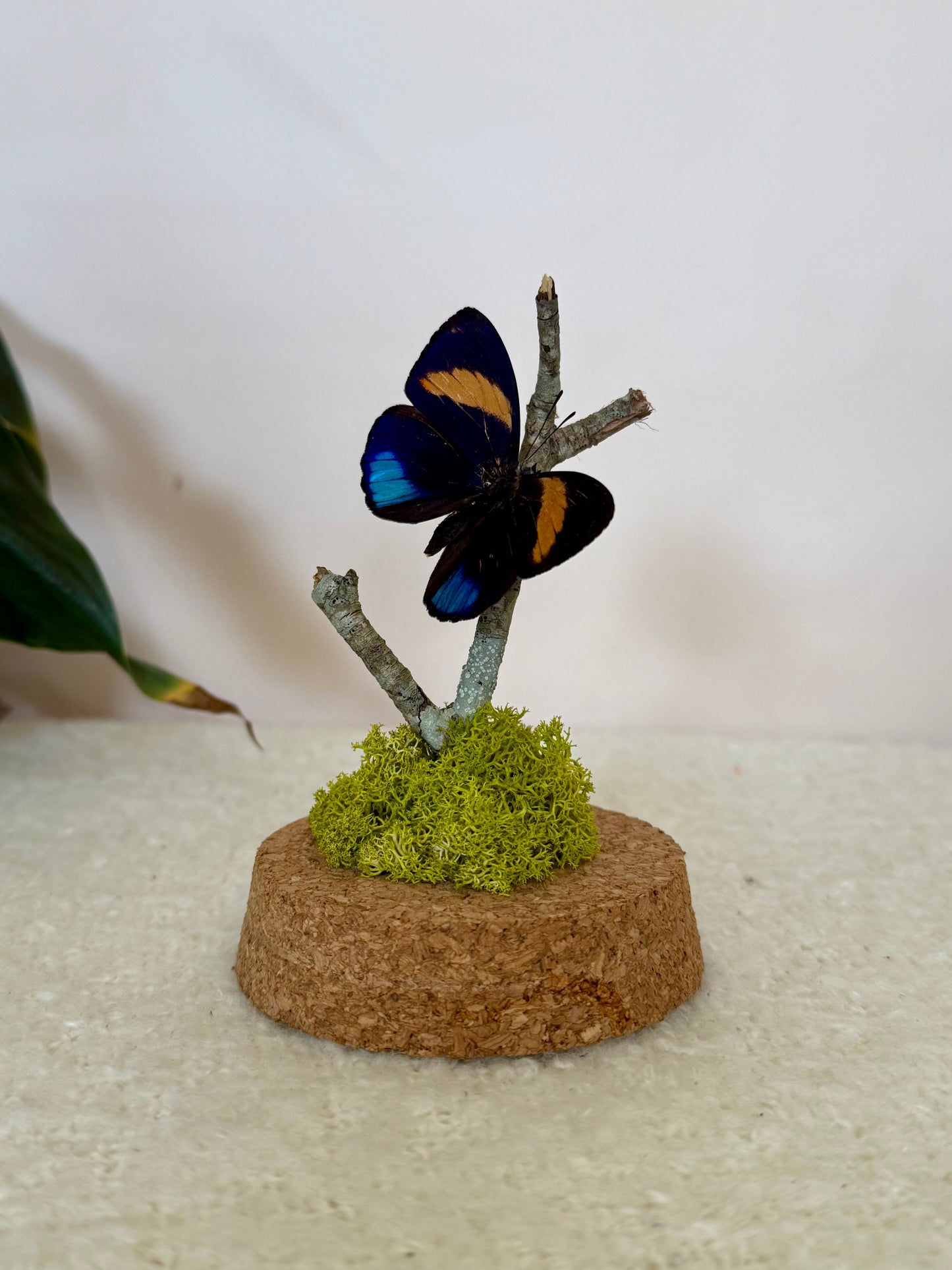 Superb Numberwing Butterfly
