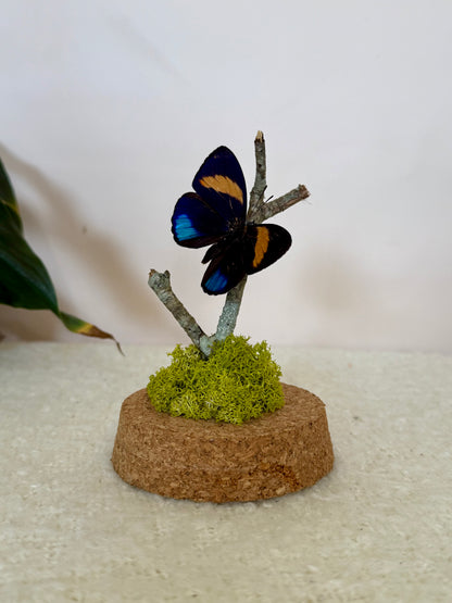 Superb Numberwing Butterfly
