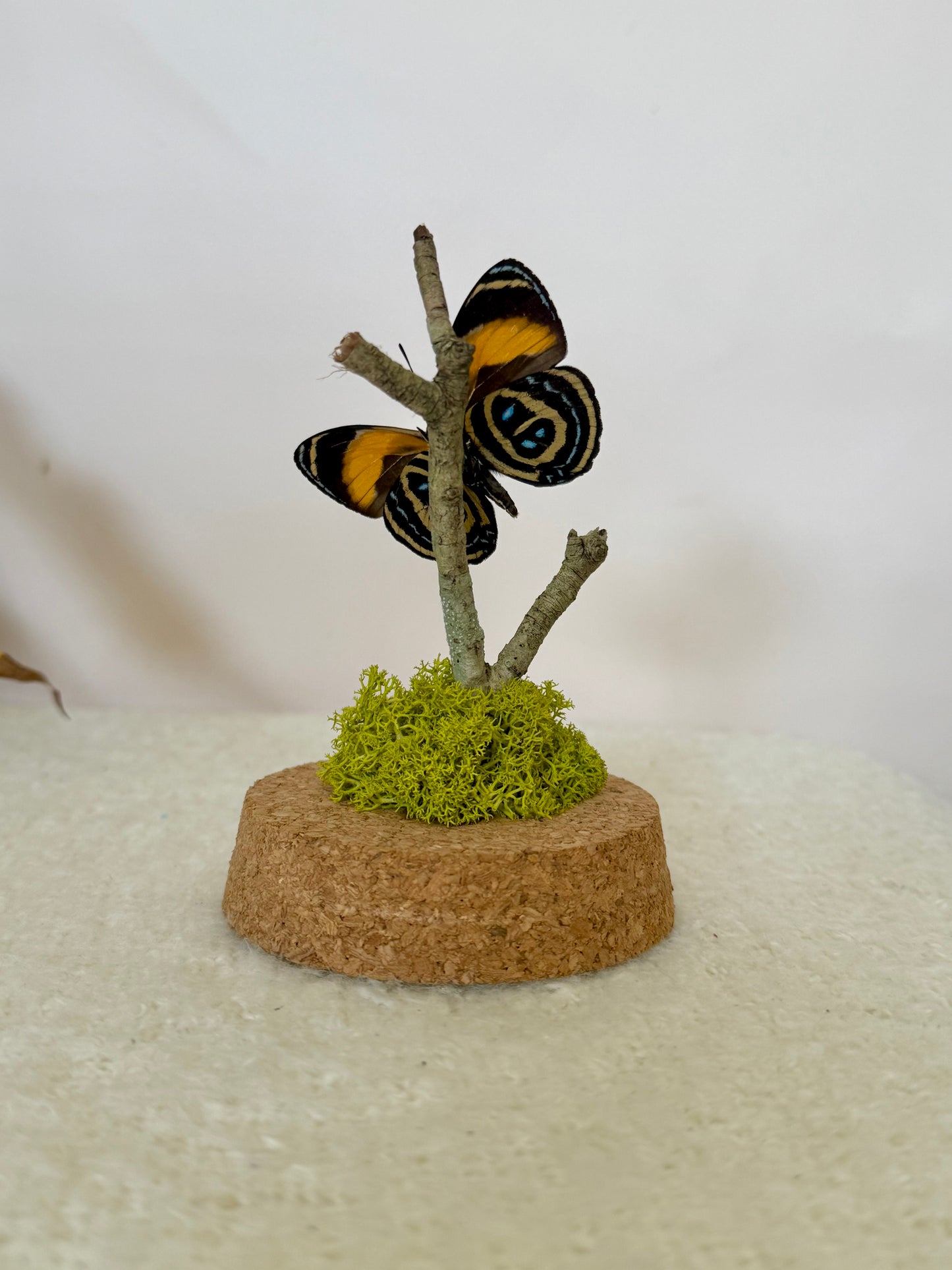 Superb Numberwing Butterfly