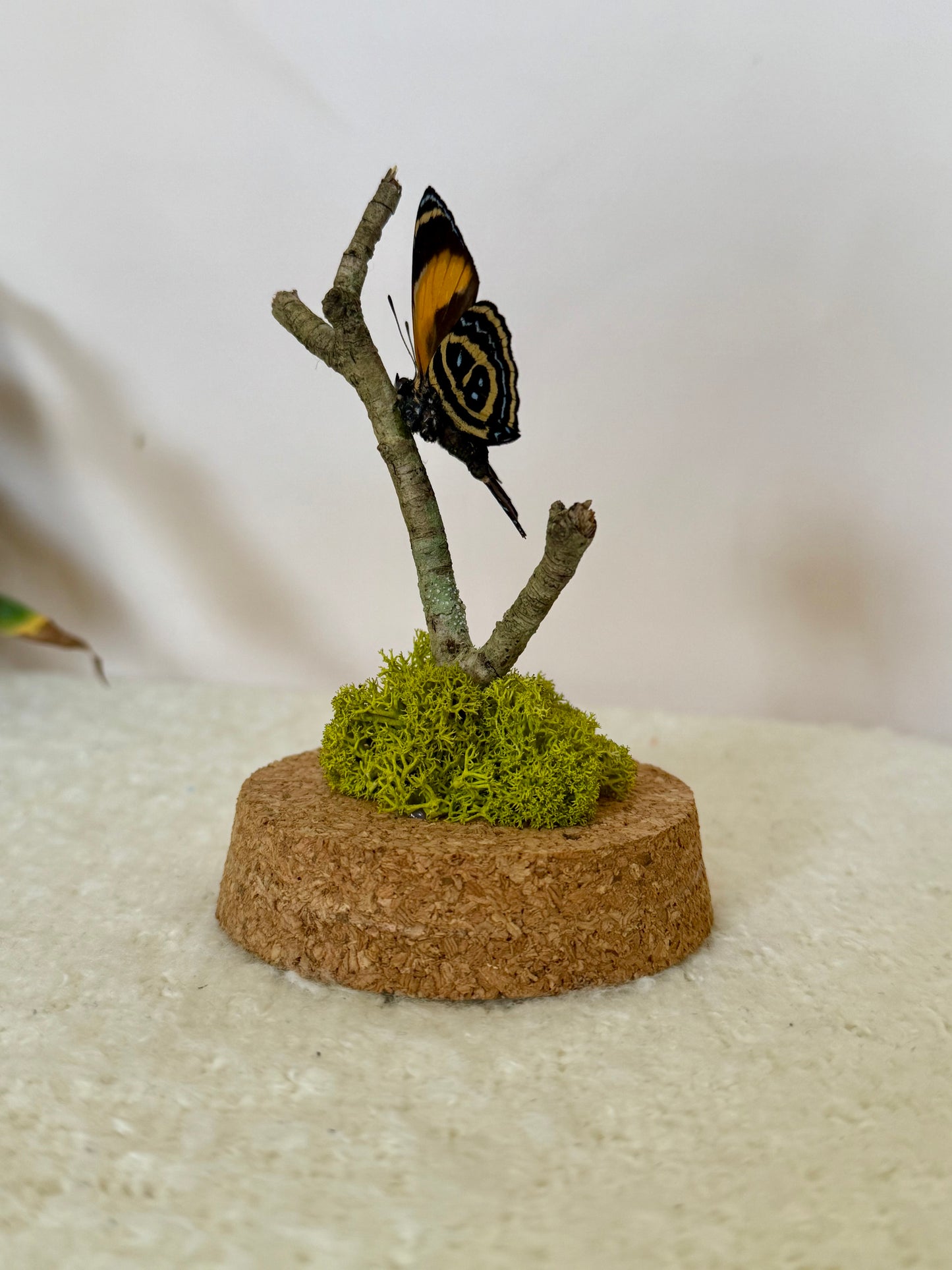 Superb Numberwing Butterfly