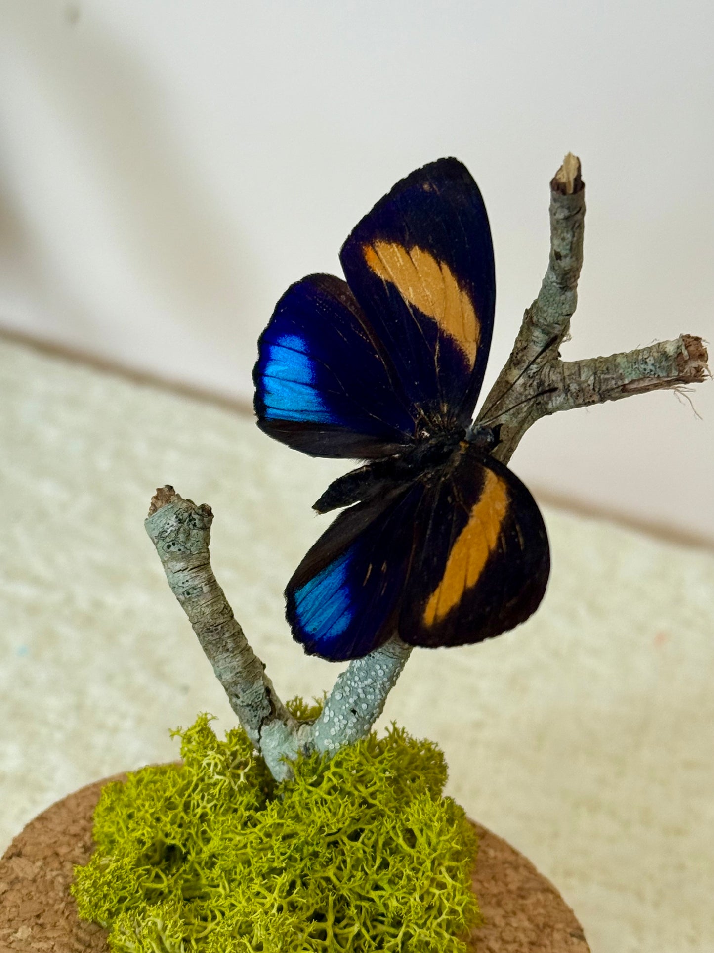 Superb Numberwing Butterfly