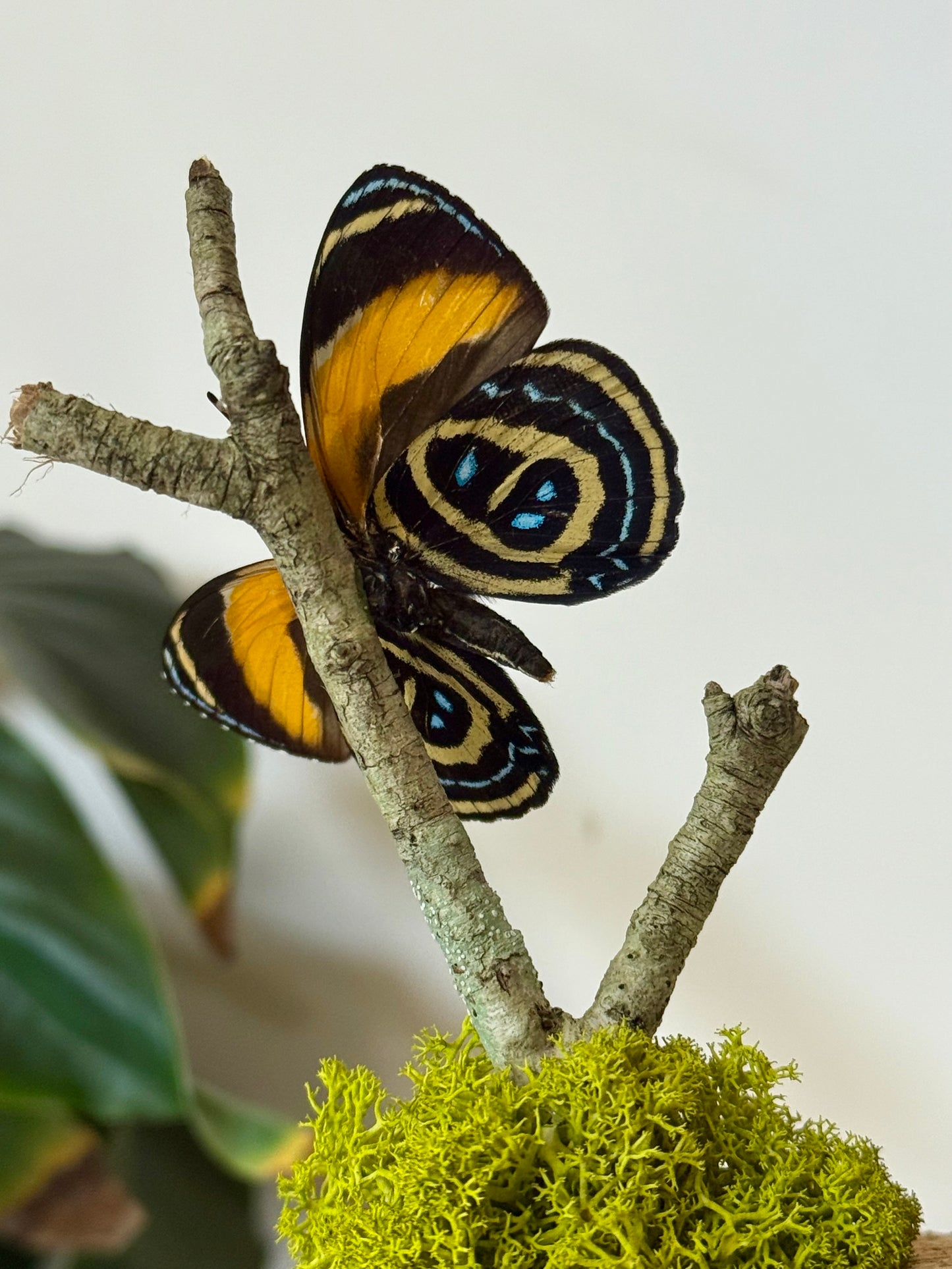 Superb Numberwing Butterfly