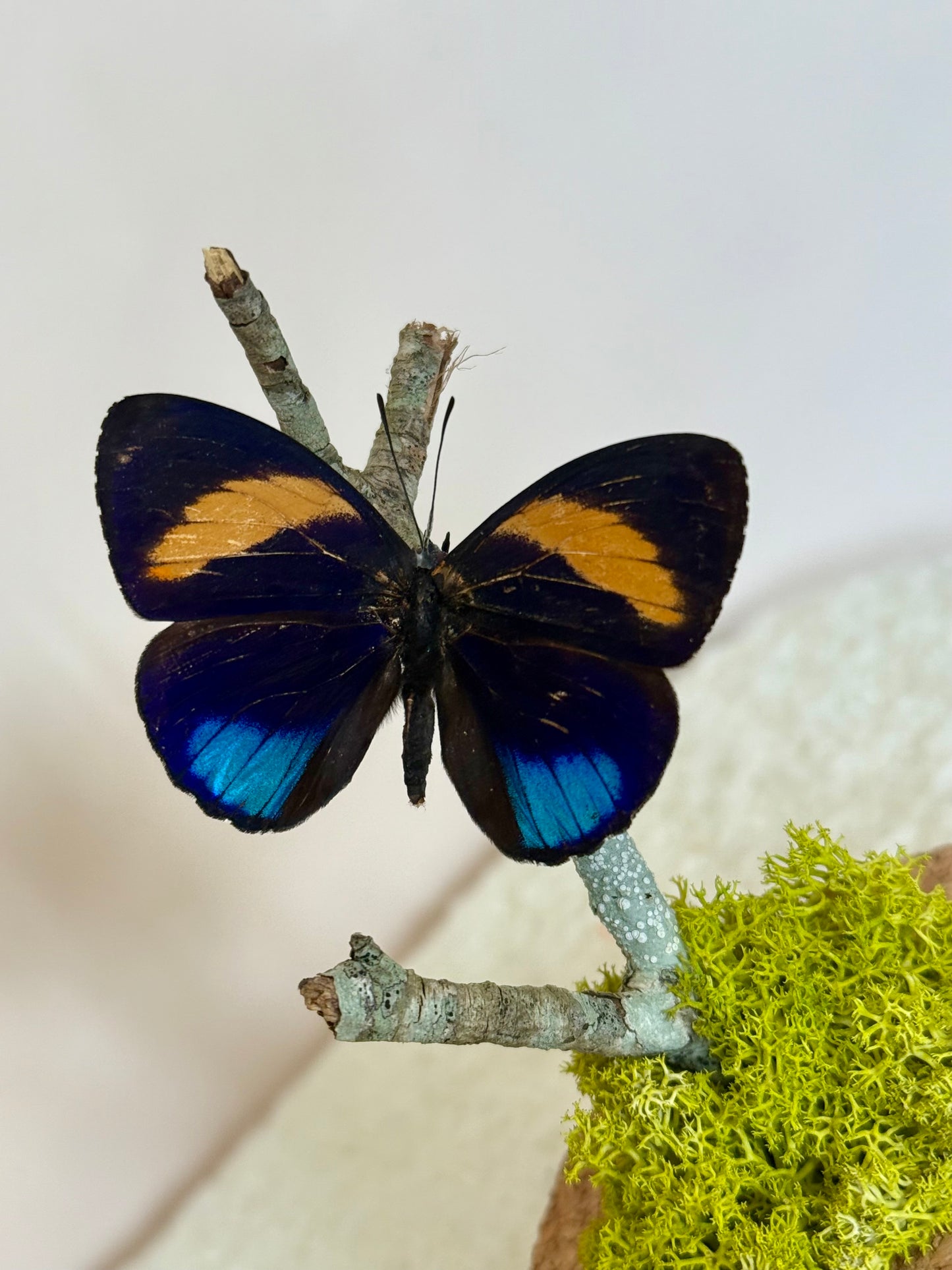 Superb Numberwing Butterfly