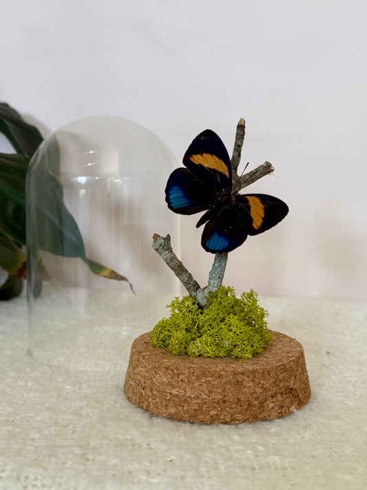 Superb Numberwing Butterfly