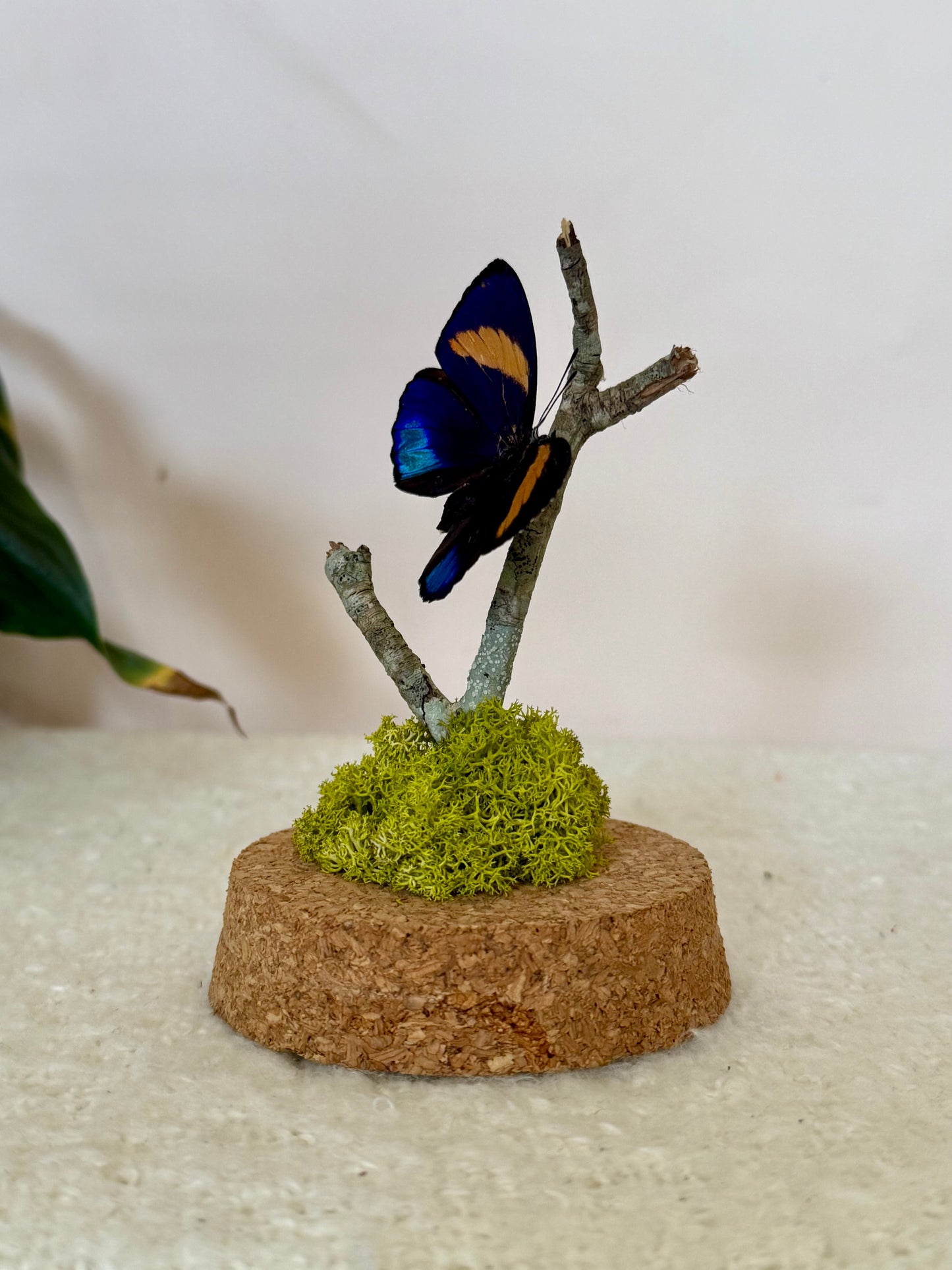 Superb Numberwing Butterfly