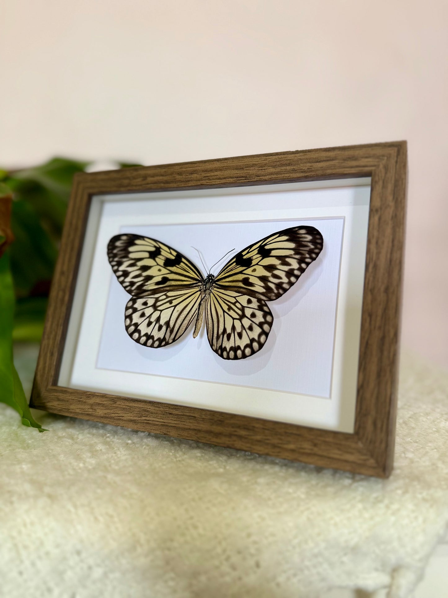 Large Tree Nymph Butterfly