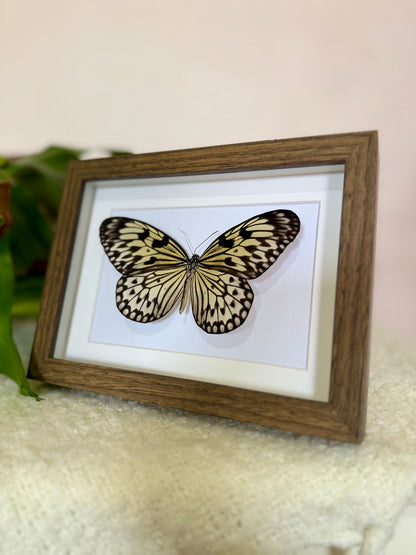 Large Tree Nymph Butterfly
