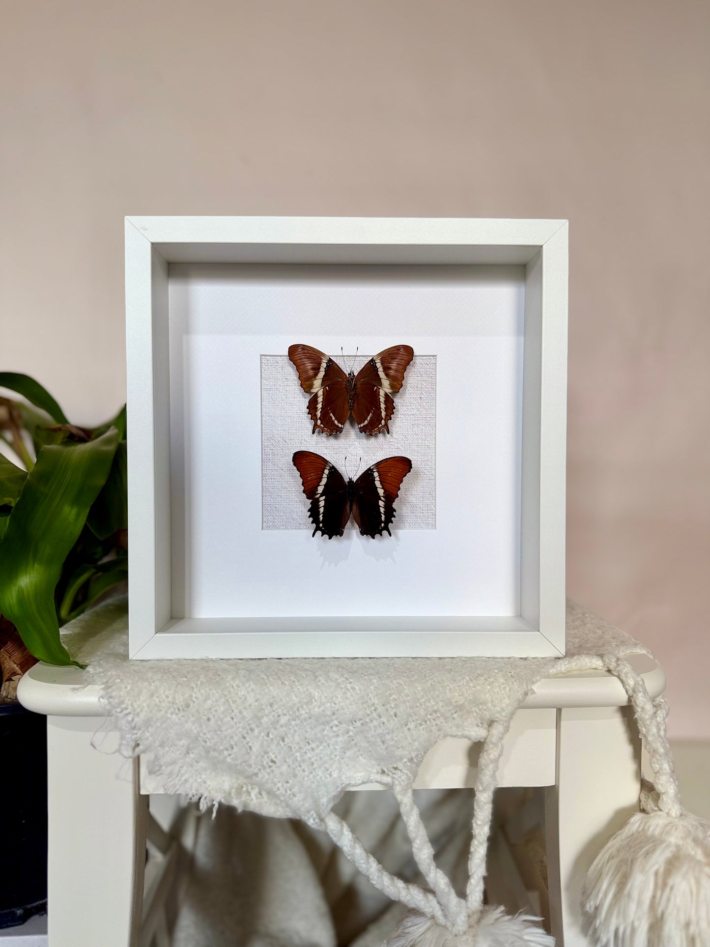 Two Rusty-Tipped Page Butterflies