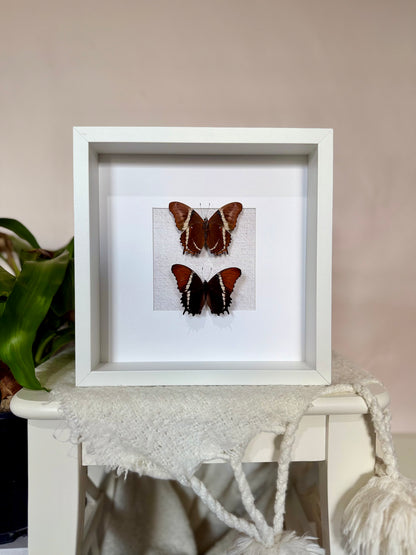 Two Rusty-Tipped Page Butterflies