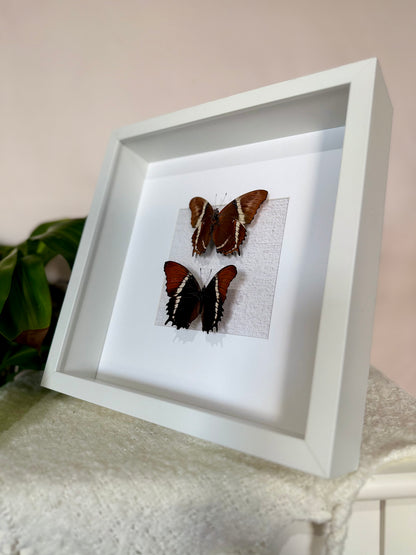 Two Rusty-Tipped Page Butterflies
