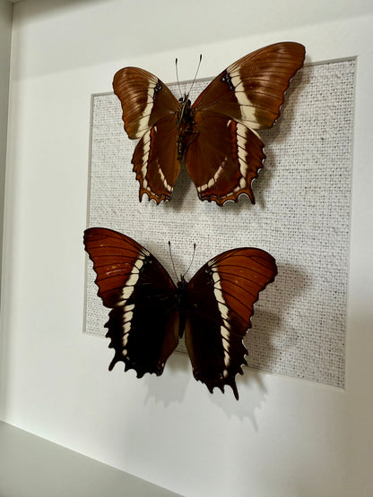 Two Rusty-Tipped Page Butterflies