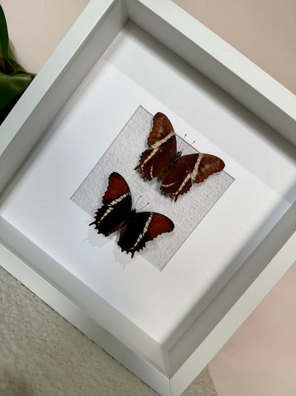 Two Rusty-Tipped Page Butterflies