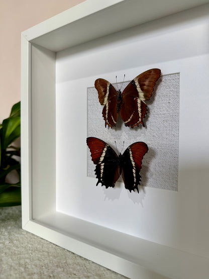 Two Rusty-Tipped Page Butterflies