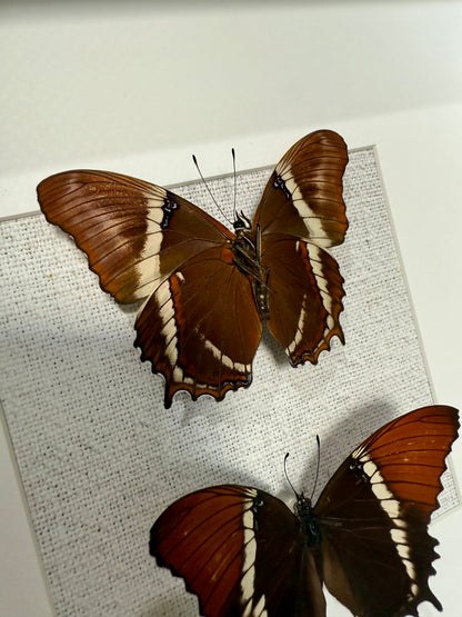 Two Rusty-Tipped Page Butterflies