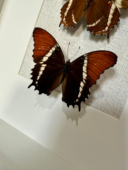 Two Rusty-Tipped Page Butterflies