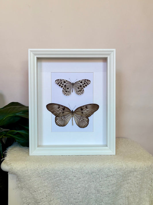 Smaller Tree Nymph & Blanchard's Ghost Butterfly