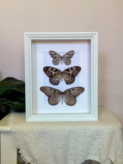 Smaller Wood Nymph, Large Tree Nymph & Blanchard's Ghost Butterfly