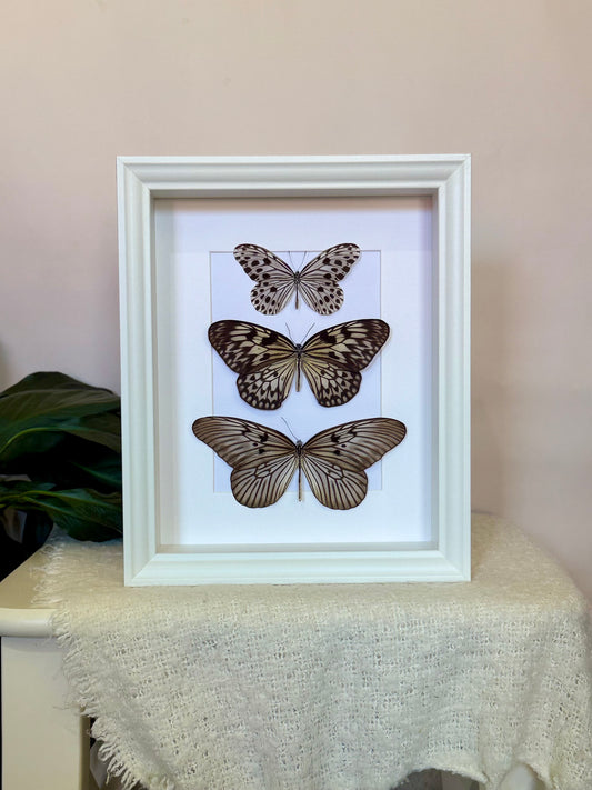 Smaller Wood Nymph, Large Tree Nymph & Blanchard's Ghost Butterfly