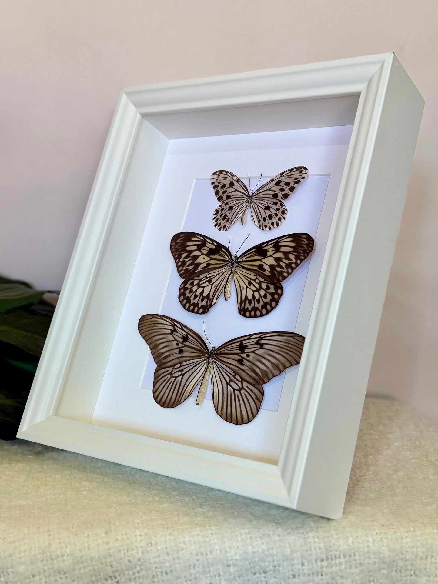 Smaller Wood Nymph, Large Tree Nymph & Blanchard's Ghost Butterfly