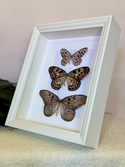 Smaller Wood Nymph, Large Tree Nymph & Blanchard's Ghost Butterfly