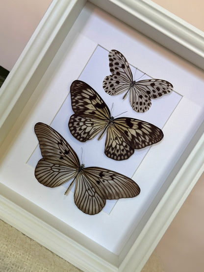 Smaller Wood Nymph, Large Tree Nymph & Blanchard's Ghost Butterfly