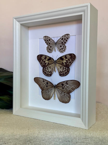 Smaller Wood Nymph, Large Tree Nymph & Blanchard's Ghost Butterfly