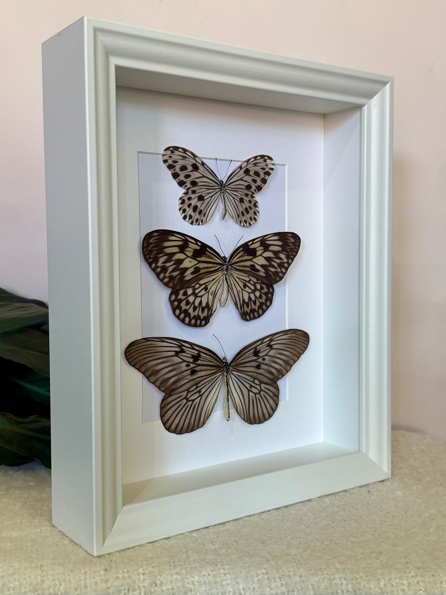 Smaller Wood Nymph, Large Tree Nymph & Blanchard's Ghost Butterfly