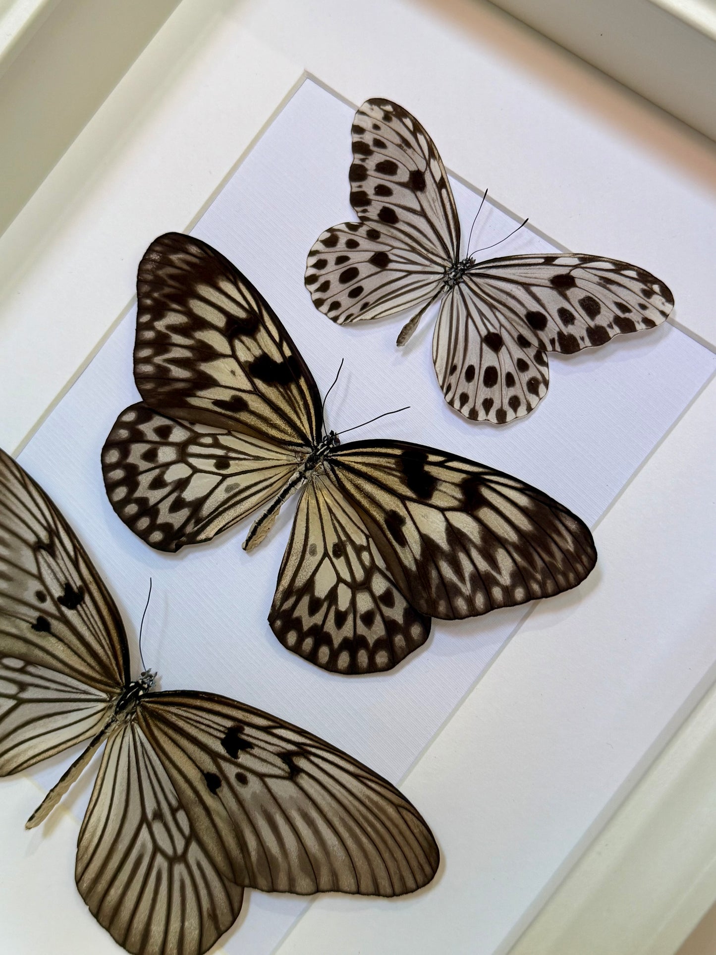 Smaller Wood Nymph, Large Tree Nymph & Blanchard's Ghost Butterfly