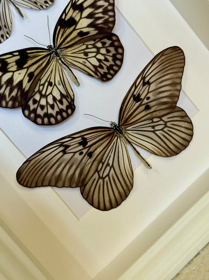 Smaller Wood Nymph, Large Tree Nymph & Blanchard's Ghost Butterfly