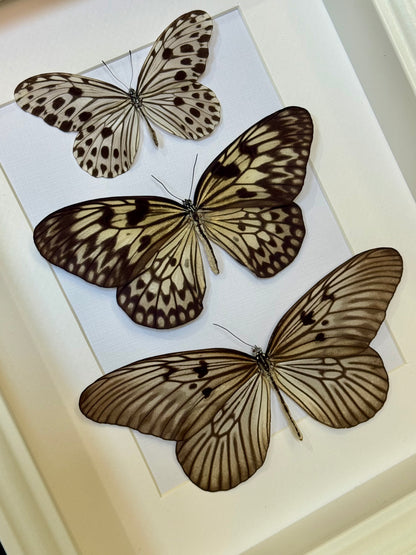 Smaller Wood Nymph, Large Tree Nymph & Blanchard's Ghost Butterfly